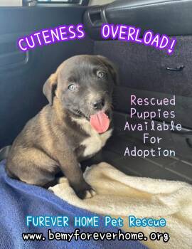 Australian Shepherd Dogs Available for Adoption in Plano, Texas - Dee Dee | PetCurious
