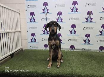 SKOLL -  Black And Tan Coonhound and Mixed Breed Dog for Adoption in Orlando, Florida - SKOLL | PetCurious