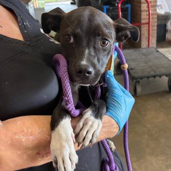 Omega -  Labrador Retriever and Terrier Dog for Adoption in Birmingham, Alabama - Omega | PetCurious