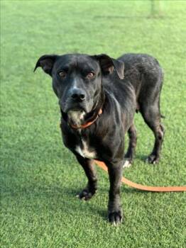 Rescue Mixed Breed Dogs for Adoption in Dallas, Texas - TUT TUT | PetCurious