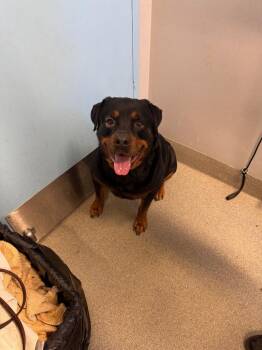 Tyson -  Rottweiler Dog for Adoption in Bloomington, Indiana - Tyson | PetCurious