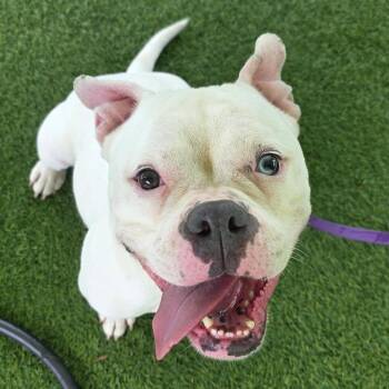 Aspen -  Mixed Breed Dog for Adoption in Allentown, Pennsylvania - Aspen | PetCurious