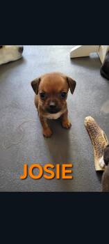Josie (Sadie Mae’s 5 4) -  Terrier Dog for Adoption in Lewis Center, Ohio - Josie (Sadie Mae’s 5 4) | PetCurious