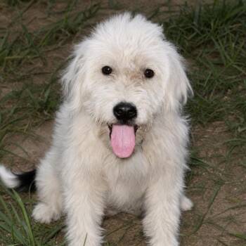 Calvin -  Poodle and Aussiedoodle Dog for Adoption in South Saint Paul, Minnesota - Calvin | PetCurious