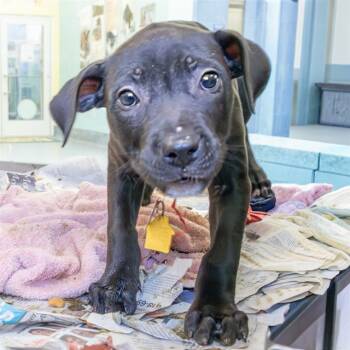 Rescue Pit Bull Terrier and Mixed Breed Dogs for Adoption in St. Louis, Missouri - BONNIE | PetCurious