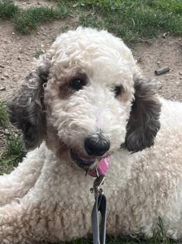 Addy (26-109 D) -  Poodle Dog for Adoption in Lansing, Michigan - Addy (26-109 D) | PetCurious