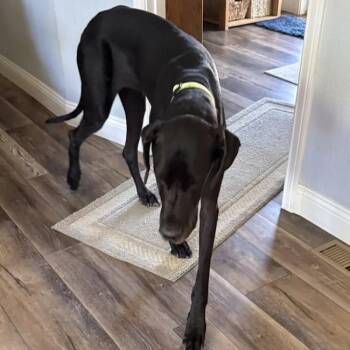 Dorothy -  Great Dane Dog for Adoption in San Diego, California - Dorothy | PetCurious
