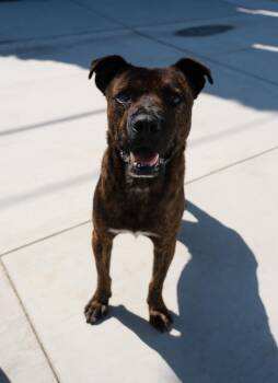 Rescue Mixed Breed Dogs for Adoption in Newport Beach, California - Ted | PetCurious