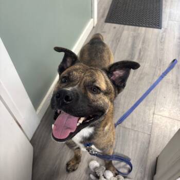 Rescue Husky and Pit Bull Terrier Dogs for Adoption in Greenville, Pennsylvania - Titan | PetCurious