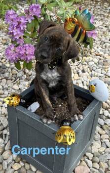 Beagle Dogs Available for Adoption in Aurora, Indiana - Buzzing Bees : Carpenter | PetCurious