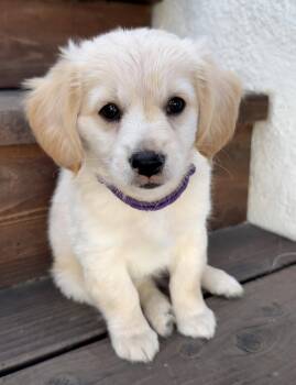 Shop: Saks -  Maltese and Shih Tzu Dog for Adoption in Palo Alto, California - Shop: Saks | PetCurious