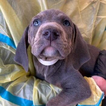 Oh Henry -  Coonhound and Mixed Breed Dog for Adoption in Nashville, Tennessee - Oh Henry | PetCurious