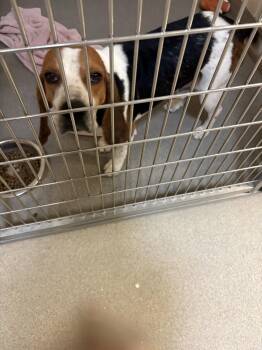 Waylon -  Beagle Dog for Adoption in Sanford, Florida - Waylon | PetCurious
