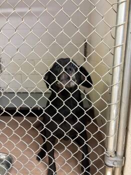 Rambo -  Labrador Retriever Dog for Adoption in Nacogdoches, Texas - Rambo | PetCurious