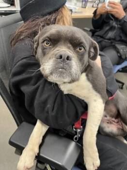 Rescue American Staffordshire Terrier and Mixed Breed Dogs for Adoption in Fresno, California - Ellie | PetCurious