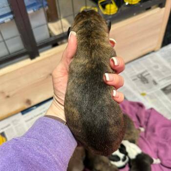 Mixed Breed Dogs Available for Adoption in Dekalb, Illinois - Lexy | PetCurious