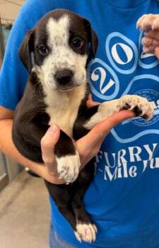 Kobe -  Mixed Breed Dog for Adoption in Morristown, New Jersey - Kobe | PetCurious