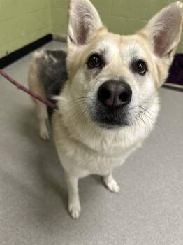Siberian Husky and Mixed Breed Dogs Available for Adoption - NOVA | PetCurious