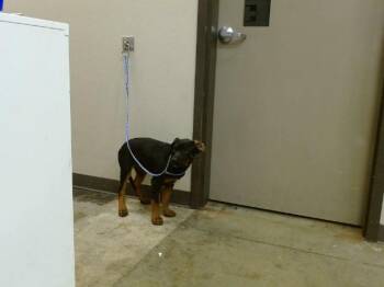 Rottweiler Dogs Available for Adoption in Ontario, California - A008642 | PetCurious