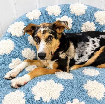 Ditsy -  Catahoula Leopard Dog Dog for Adoption in Newport, Kentucky - Ditsy | PetCurious