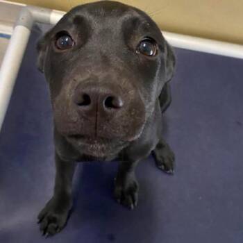 Nyx -  Pit Bull Terrier and Mixed Breed Dog for Adoption in Fort Collins, Colorado - Nyx | PetCurious