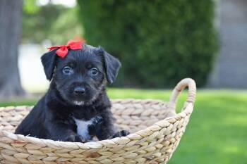 Gri -  Terrier Dog for Adoption in Salt Lake City, Utah - Gri | PetCurious