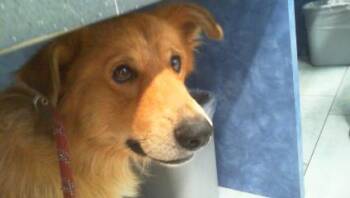 TAYLON -  Golden Retriever and Mixed Breed Dog for Adoption in Charlotte, North Carolina - TAYLON | PetCurious