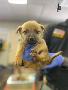 Shepherd Dogs Available for Adoption in Victorville, California - Winston | PetCurious