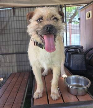 Border Terrier and Wirehaired Terrier Dogs Available for Adoption in Ramona, California - Pixie | PetCurious
