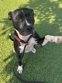 Windy -  Pit Bull Terrier Dog for Adoption in Independence, Missouri - Windy | PetCurious