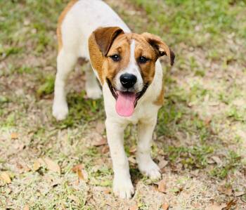 Pointer and Mixed Breed Dogs Available for Adoption in Lucedale, Mississippi - Meri -Well Rounded Puppy | PetCurious