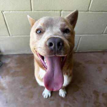 Shepherd Dogs Available for Adoption in Kyle, Texas - SCOUT | PetCurious