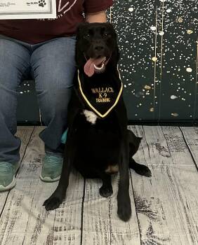 Black Labrador Retriever Dogs Available for Adoption in Bvl, Florida - Poppy | PetCurious