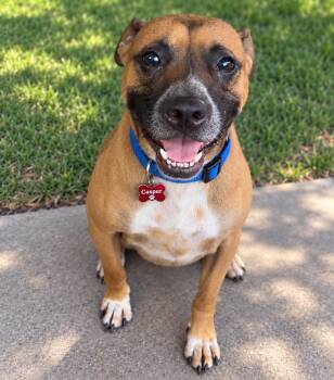 Casper, the friendly pooch -  American Bulldog Dog for Adoption in Houston, Texas - Casper, The Friendly Pooch | PetCurious