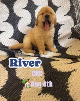 River -  Golden Retriever Dog for Sale in Durant, Oklahoma - River | PetCurious