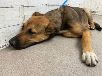 SKYLAR -  Australian Cattle Dog Blue Heeler Dog for Adoption in San Bernardino, California - SKYLAR | PetCurious