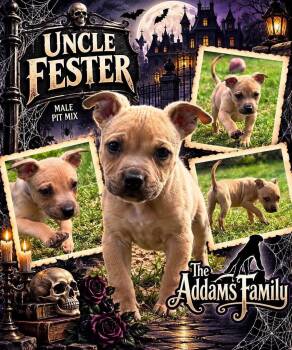 Uncle fester -  Mixed Breed Dog for Adoption in Pleasant Ridge, Michigan - Uncle Fester | PetCurious