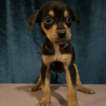 Rottweiler Dogs Available for Adoption in San Antonio, Texas - Marbles | PetCurious