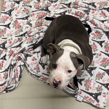 Pit Bull Terrier Dogs Available for Adoption - WAGS-Stray-21023_2_3 | PetCurious