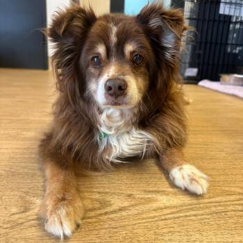 Grizzly Bear 14250 -  Pomeranian Dog for Adoption in San Francisco, California - Grizzly Bear 14250 | PetCurious