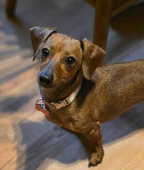 Ember -  Dachshund Dog for Adoption in Merrillville, Indiana - Ember | PetCurious