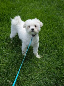 Leo -  Maltipoo Dog for Adoption in Orland Park, Illinois - Leo | PetCurious