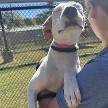 Tiffany -  Mixed Breed Dog for Adoption in Chattanooga, Tennessee - Tiffany | PetCurious