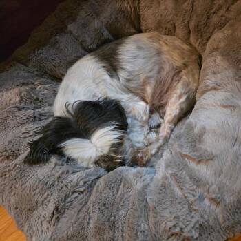 Jack -  Shih Tzu Dog for Adoption in Festus, Missouri - Jack | PetCurious