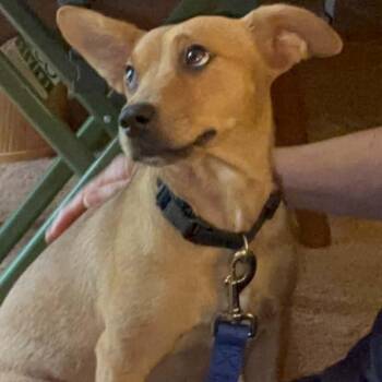Goldie -  Terrier Dog for Adoption in Natchitoches, Louisiana - Goldie | PetCurious