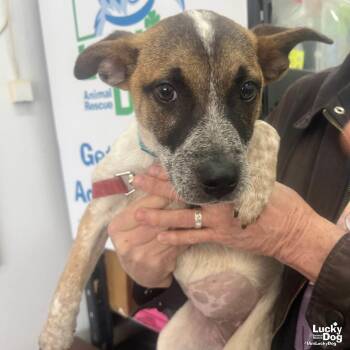 Labrador Retriever and Retriever Dogs Available for Adoption - Raven | PetCurious