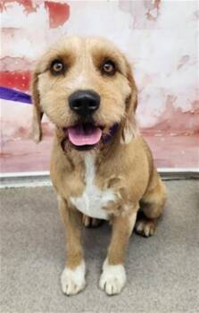 Terrier and Mixed Breed Dogs Available for Adoption in San Bernardino, California - RON DUNN | PetCurious