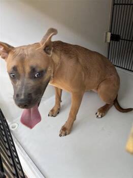 A661016 -  Black Mouth Cur and Pit Bull Terrier Dog for Adoption in Houston, Texas - A661016 | PetCurious