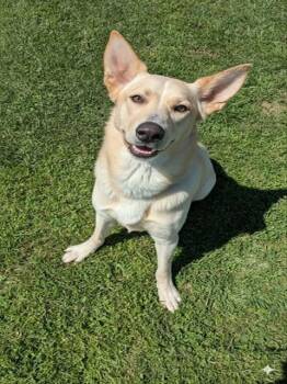 German Shepherd Dog and Siberian Husky Dogs Available for Adoption in York, South Carolina - TITAN | PetCurious