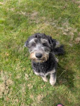 Aussiedoodle Dogs Available for Adoption in Tillamook, Oregon - Hamilton | PetCurious